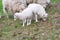 Easter lambs with their mother on a green meadow. White wool on farm animal on a farm