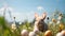 Easter landscape, bunny with colorful eggs and daisy flower on meadow under beautiful sky. Fresh green grass and spring