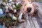 Easter letter decorated with quail eggs , gnezom , moss , feathers , pine cones and twigs of willow on wooden background