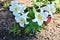 Easter Lilies planted Near Large Lady Bug