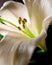 Easter lilly macro on black