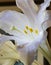 Easter Lily