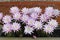 Easter lily cactus in full blooming