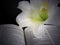 Easter lily illuminated on Bible