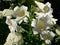 Easter Lily (lilium longiflorum)