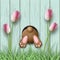 Easter motive, bunny bottom, pink tulips and fresh grass on blue wooden background, illustration