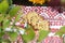 Easter napkin on which napkin and easter eggs with place for inscription, Easter cake, selective focus