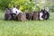 Easter newborn bunny family concept. Group of six cuddly furry rabbit lying down sleep together on green grass over natural