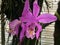 Easter orchid Cattleya mossiae, Moss` Cattley`s orchid or Orchidee; species of orchid from Venezuela