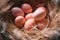 Easter peach eggs in a nest with fluffy feathers.