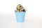 Easter quail eggs in small blue pail on white wooden table