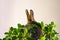 Easter rabbit from behind in vivid green leafs