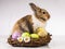 Easter, Rabbit, chick, shell