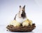 Easter, Rabbit, chick, shell