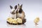 Easter, Rabbit, chick, shell