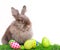Easter Rabbit with eggs