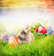 Easter rabbit on grass with eggs and spring flowers, easter card