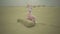 Easter rabbit sits on stone in desert. Crazy maniac or psycho in pink rabbit costume is sitting on sand