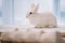 easter rabbit sitting on table with blurred chicken eggs