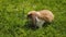 easter red rabbit sits on the green grass in a meadow in summer.