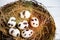 Easter spring composition, nest with quail eggs. Close up portrait on white wooden background.