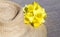 Easter, spring forward, springtime concept - straw hat and daffodil flowers