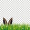 Easter Spring Hare Ears Grass Daisy Flowers Transparent
