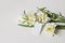 Easter still life. Blank gift tag, label mockup. White daffodils and parrot tulips flowers. Green fresh birch tree