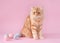 Easter theme.  cat sitting with small Easter eggs on pink background