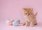 Easter theme. ginger kitten sitting with small Easter eggs on pink background