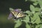 Easter Tiger Swallowtail Butterfly