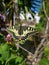 Easter Tiger Swallowtail butterfly getting some sun on a blooming tree