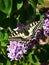 Easter Tiger Swallowtail butterfly getting some sun on a blooming tree