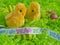 Easter - Two Happy Easter yellow chicks wth striped eggs green background