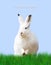 Easter, a white rabbit, green meadow, blue background