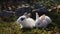 Easter white rabbits on the grass