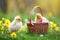 Easter wicker basket with baby chicks and eggs on meadow. Generative Ai