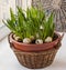 Easter window decoration with growing muscari and fritillaria in