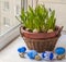 Easter window decoration with growing muscari and fritillaria in