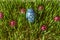 Easter wooden painted blue egg among ladybirds on sprouted barley