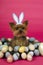 Easter Yorkshire terrier dog