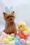 Easter Yorkshire terrier dog