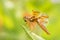 Eastern Amberwing dragonfly