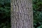 Eastern American Black Walnut  836872