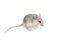 Eastern or arabian spiny mouse baby on white