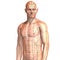 Eastern or Asian acupuncture and acupressure points on a male body