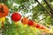 Eastern Asican Chinese traditional ancient historic red lantern with Chinese characters hang in trees on Mid-autumn Festival