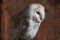 Eastern barn owl in brown orange wood background look to right