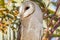 Eastern Barn Owl in South Australia