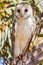 Eastern Barn Owl in South Australia